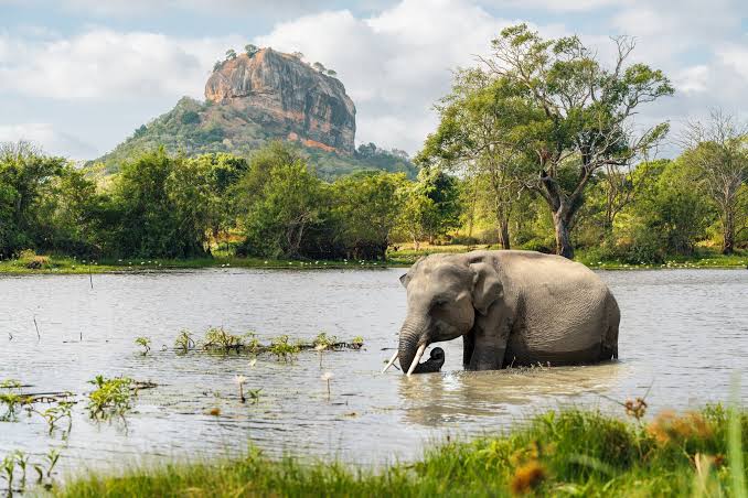 sri lanka lion rock in sigiriya
