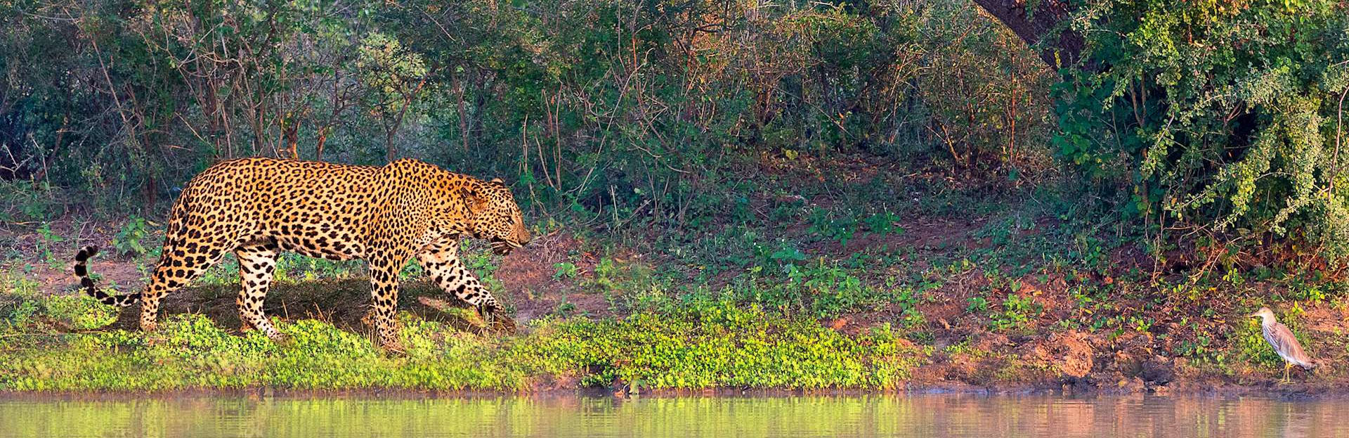 wild life sri lanka