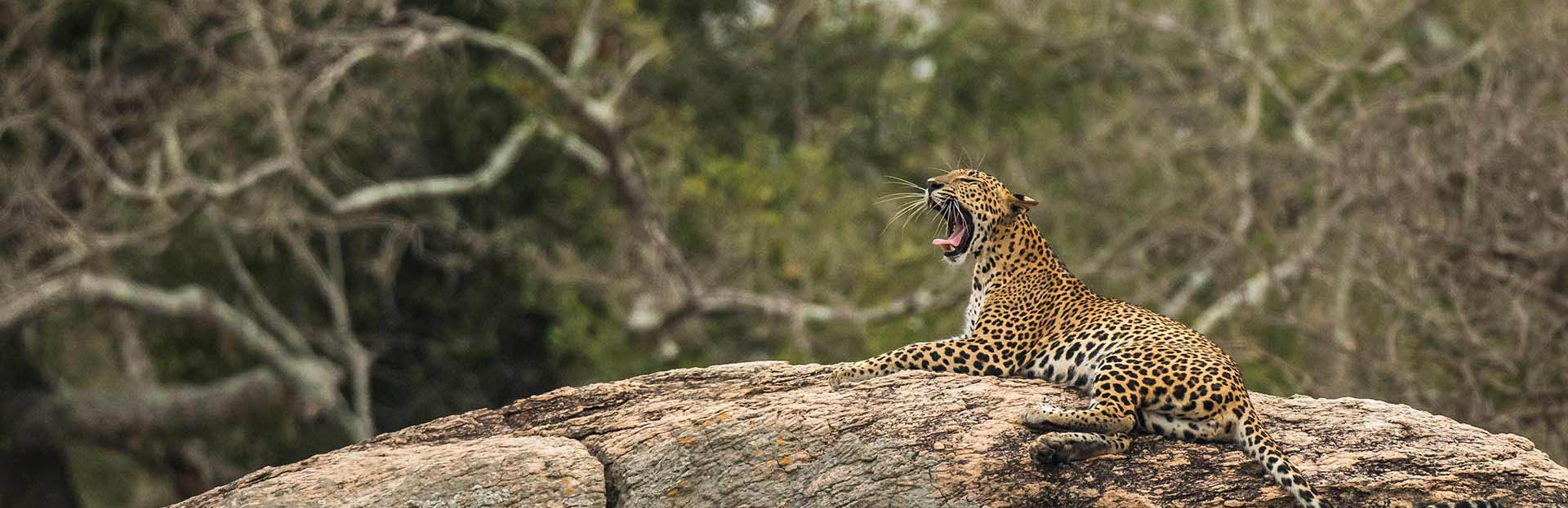 yala srilanka