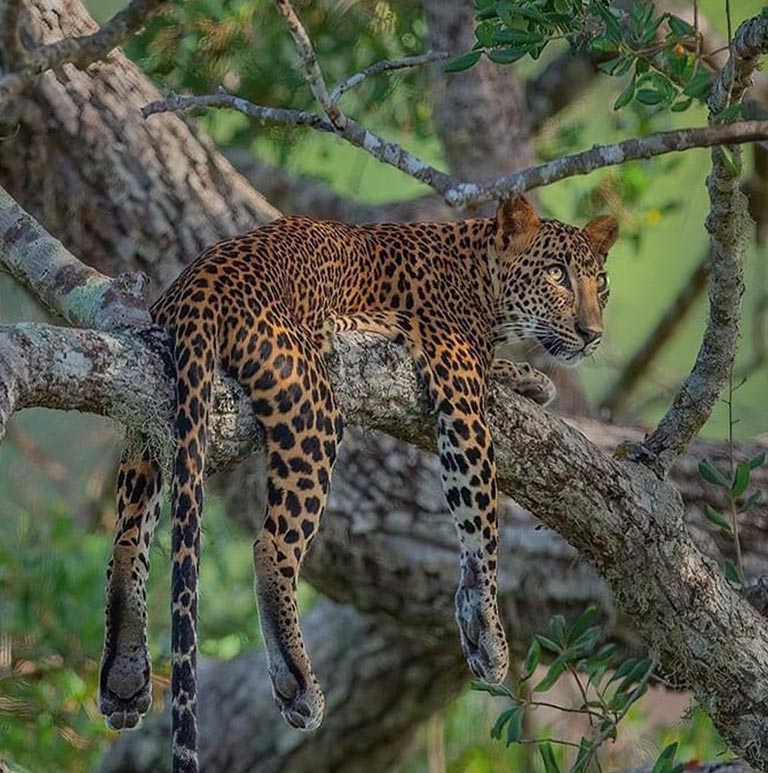 things to do in yala national park